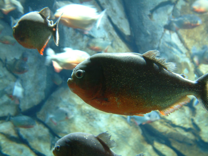 Piranhas im Georgia Aquarium