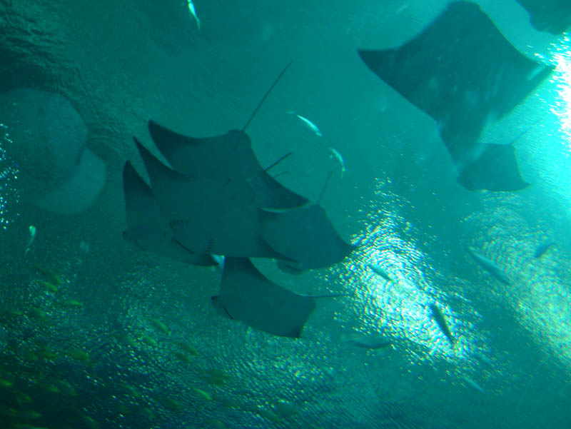 View from the acrylic tunnel of the so called Ocean Voyager experience in the habitat with about six million gallons of water. A& school of& stingrays floats above the visitors.