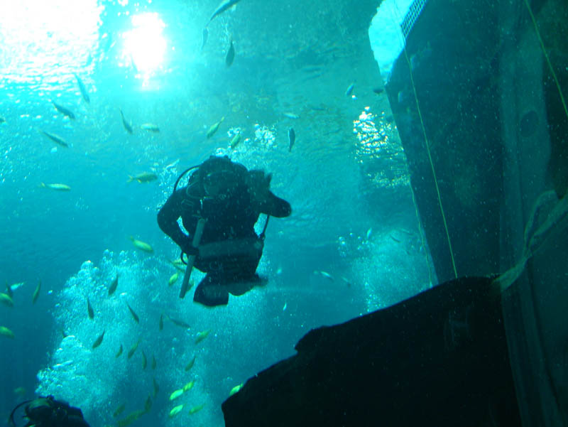 Scuba diver in the Ocean Voyager habitat of the Georgia Aquarium