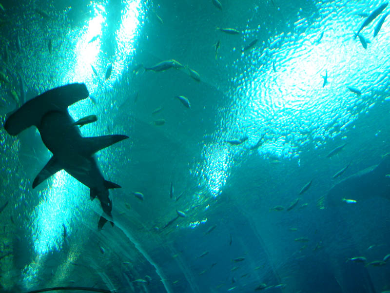 View from the acrylic tunnel of the so called Ocean Voyager experience in the habitat with about six million gallons of water. A hammerhead sharks swims above the visitors.