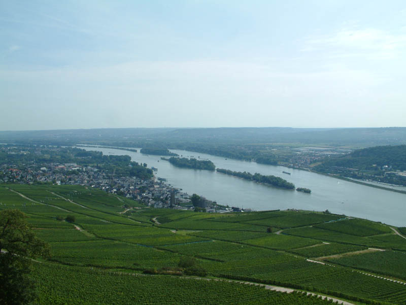 Blick über die Weinberge, Rüdesheim und Vater Rhein. Zur Linken sieht man in der Ferne die Seilbahn, die Rüdesheim mit dem Niederwalddenkmal verbindet.
