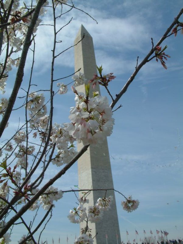 Kirschblüten vor dem Hintergrund des Washington Monument