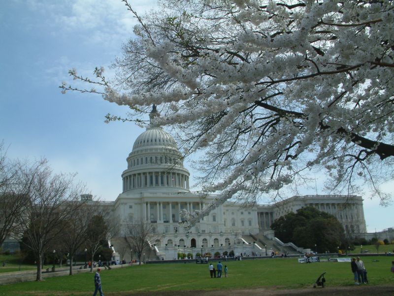 Kirschblüten vor dem Capitol in Washington