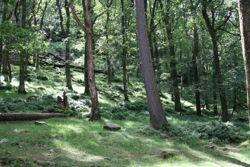 Woods around Glendalough monastery