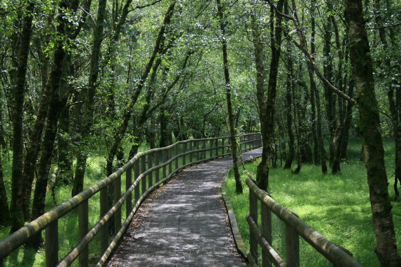 Wooden path through the& forest around Glendalough monastery