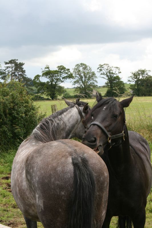 Battle of the Boyne