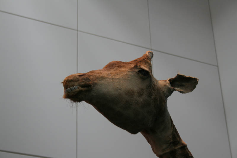 Peter Friedl
The Zoo Story
Installation 2007

Giraffe Brownie was a victim of the second Palestinian Intifada. She died in the zoo of the West Bank city of Qalqilyah.