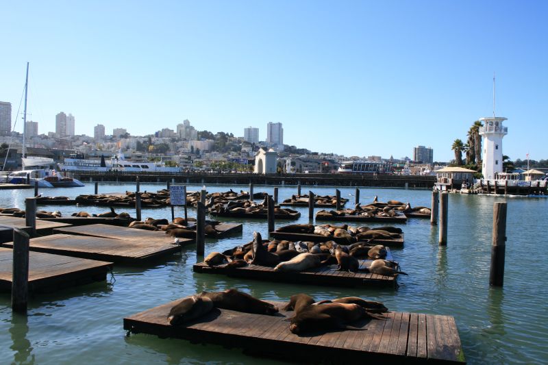 The sea lions moved to Dock K of Pier 39 in winter 1989/90. After the earthquake on October 17, 1989 parts of the pier underwent repairs. During this time where no boat was docking in the area, some sea lions started to settle. However it was not possible so far to find a direct connection between the earthquake and the move of the sea lions to this location.