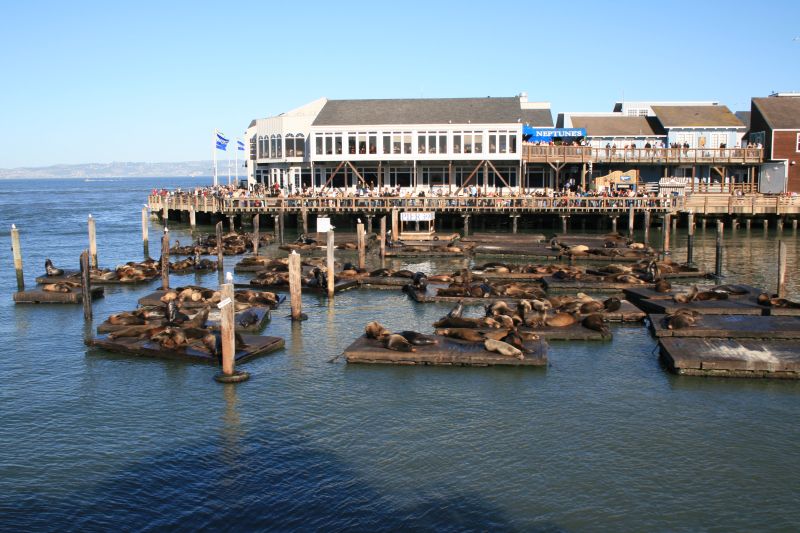 Sea lions on Pier 39