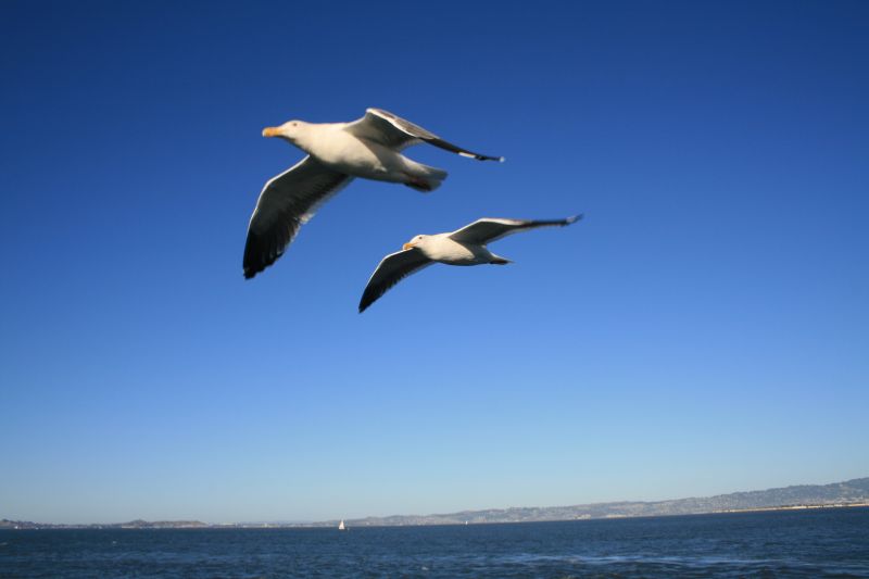 Kalifornische Möwen über der San Francisco Bay