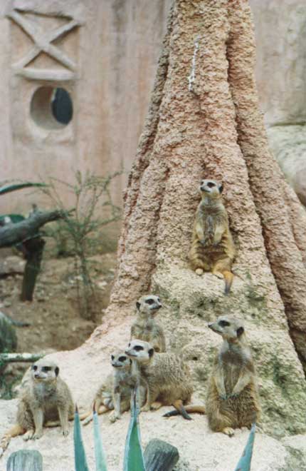 Zoo Hannover - Einige Erdmännchen halten Ausschau nach bösen Feinden. Zur gleichen Zeit buddeln ihre Kollegen fröhlich tiefe Löcher in den Boden.