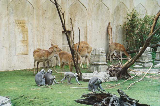 Zoo Hannover - In den Gehegen sind oft mehrere Tierarten gemischt.
