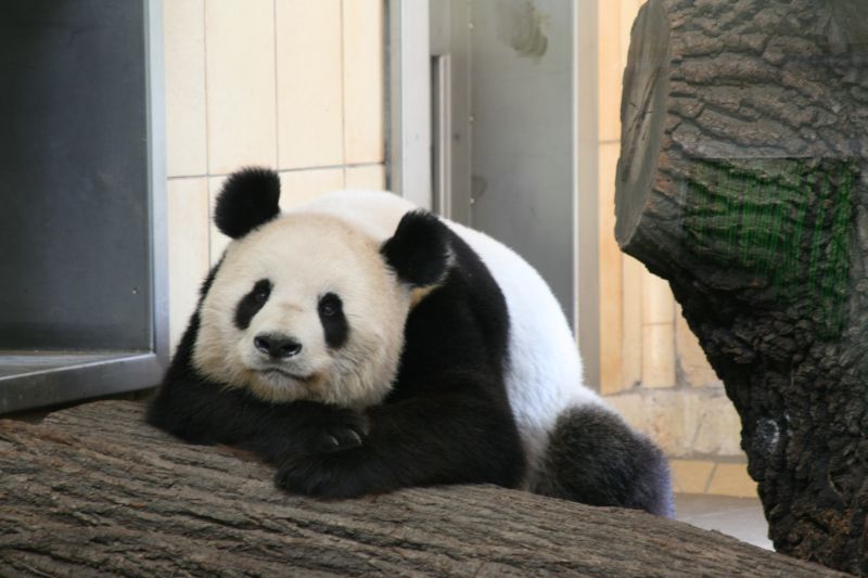 Panda Long Hui