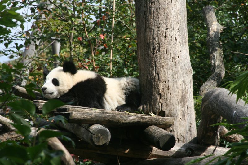 Panda Fu Long