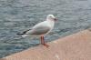 Sea gull in Sydney harbour