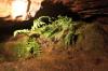 Ab und zu sieht man etwas Vegetation in der Höhle. Die Pflanzen empfangen das notwendige Licht durch die Höhlenbeleuchtung.