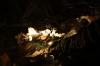 Sometimes you see a bit of vegetation. The plants get the required light from the electric bulbs in the cave.