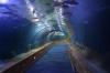 Tunnel durch eines der Aquarien im L'Oceanogràfic