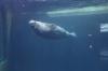 Beluga Wal im L'Oceanogràfic