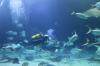 A diver is cleaning the L’Oceanogràfic ocean tank