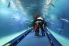 Tunnel through the seven million liter L’Oceanogràfic ocean tank with sharks, rays and other fish