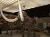 Skelett eines Mammut im Senckenbergmuseum