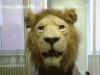 Teil der naturkundlichen Ausstellung des Senckenberg Museums sind auch Präparate von zahllosen Tierarten. Hier zu sehen ist ein stattlicher Löwe.