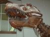 Dinosaurierskelett eines Tyrannosaurus rex im Senckenbergmuseum
