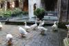Thirteen white geese are kept in the cloister of Barcelona cathedral. The cathedral is dedicated to Eulalia of Barcelona, co-patron saint of Barcelona, a young virgin who, according to Catholic tradition, suffered martyrdom during Roman times in the city. The number 13 is supposed to refer to her age when she was killed.