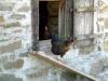 Die Hühner dieses Alpenbauernhofs nutzen ein Fenster zum Ein- und Ausstieg aus dem Stall