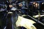 Display with various original starship models used for filming space scenes