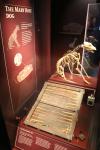 Skeleton of the dog on board of Mary Rose