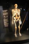 Skelett eines Bogenschützen auf der Mary Rose