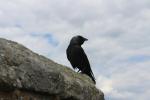 Schwarzer Vogel auf den Außenmauern des Carisbrooke Castle
