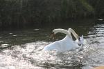 Two swans fighting on the river Avon