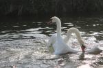 Two swans fighting on the river Avon