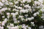 Weiße Blumen im ummauerten Garten des Culzean Castle