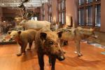 Natural history exhibits in the Kelvingrove Museum