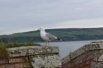 Sea gull enjoying the view from the point battery of Fort George