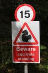 Das Straßenschild warnt vor Eichhörnchen, die die Straße überqueren könnten.
