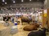Breeders and ranchers prepare their beauties for the Livestock Show
