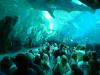 Herz des Georgia Aquarium ist ein gewaltiges Habitat mit rund 22 Millionen Litern Salzwasser. Etwa 100.000 Fische leben in diese Aquarium.

Ein Acryl-Tunnel führt quer durch das Habitat. Auf dem Bild ist ein Walhai zu sehen, der über den Köpfen der Besucher schwebt.