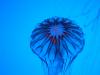 Jellyfish in the Georgia Aquarium