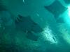 Blick aus dem Acryl Tunnel des so genannten Ocean Voyager hinauf in das Habitat mit rund 22 Millionen Litern Wasser. Ein Schwarm großer Rochen schwebt über den Köpfen der Besucher.