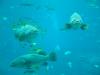 Goliath groupers (epinephelus itajara) floating in the Ocean Voyager Habitat