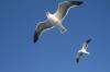 California gulls above San Francisco Bay