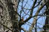 Eichhörnchen in einem alten Baum des Park von Schloss Weißenstein