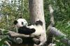 Der kleine Panda Fu Long wurde im August 2007 im Tiergarten Schönbrunn geboren