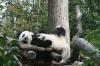 Der kleine Panda Fu Long wurde im August 2007 im Tiergarten Schönbrunn geboren